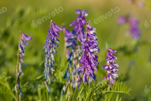Preview: Meadow peas flowers in summer on a sunny day.
