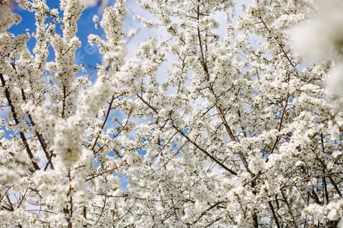 Preview: Spring white cherry tree blossom, flowers against vibrant bright blue sky in sunny day