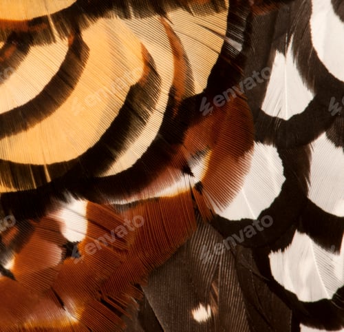 Preview: Close up of Male Reeves's Pheasant, Syrmaticus reevesii, feathers
