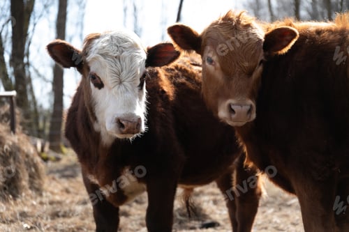 Preview: Two Cows Standing Together in a Field