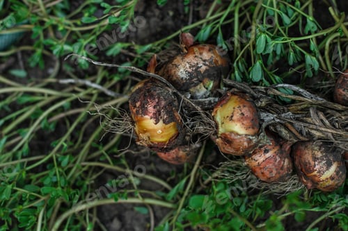 Preview: Onions - A Harvest (A Bunch Of Ripe Onions). Food Background