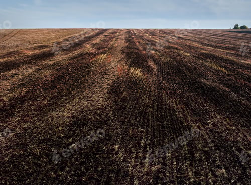 Preview: Buckwheat field after harvest, soil and stubble