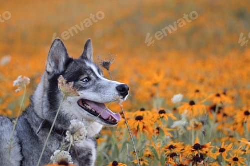 Preview: A portrait of a husky dog standing in the middle of a yellow rudbeckia flower field