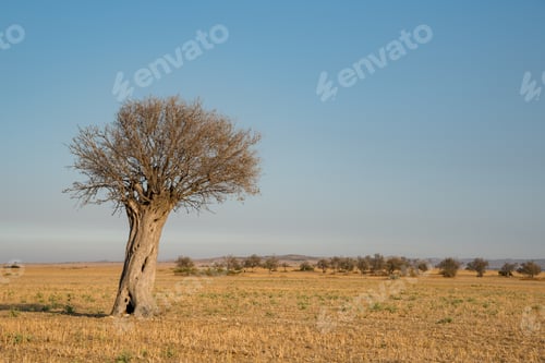 Preview: Lonely old olive tree in the harvested meadow. Clear blue sky with copy space.