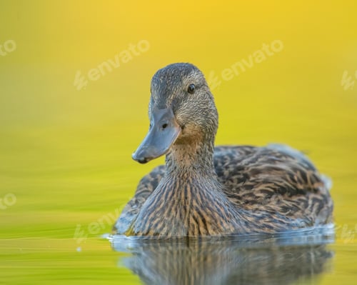 Preview: Female mallard duck swimming in a calm lake