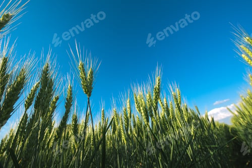 Preview: Low angle barley crop field