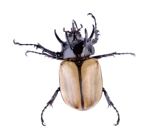 Preview: Big horned beetle on white background
