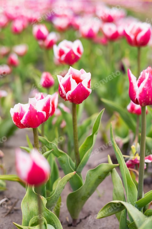 Preview: Tulip Flower Field. Close Up Nature Background. Spring Season.