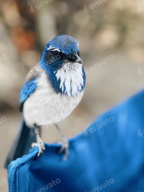 Preview: Blue bird sits on a blue camping chair waiting to make his move and steal some food