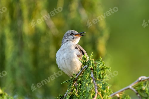 Preview: a white and gray bird perched on top of a tree branch