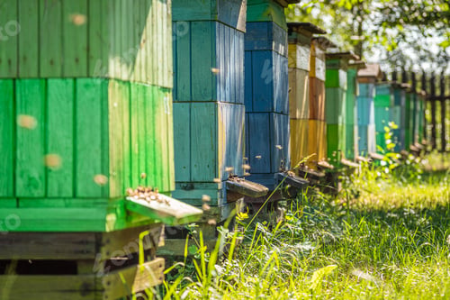 Preview: Wooden apiary with bees in countryside, Poland