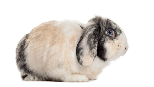 Preview: Rabbit in front of a white background, studio photography