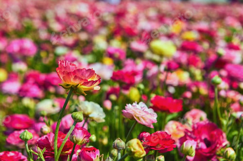 Preview: Blooming wildflowers, colorful buttercups on a kibbutz in southern Israel