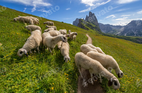 Preview: Amazing view of Odle Mountains in the Dolomites. Sheep on the way to the mountain top.
