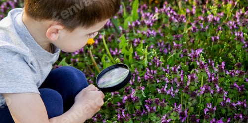 Preview: the boy looks at the flower through a magnifying glass
