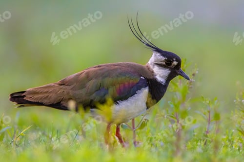 Preview: Male Northern lapwing in marshland habitat with vivid green back