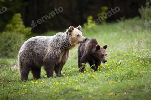 Preview: Harmonious bear family watching around on spring green meadow with wildflowers