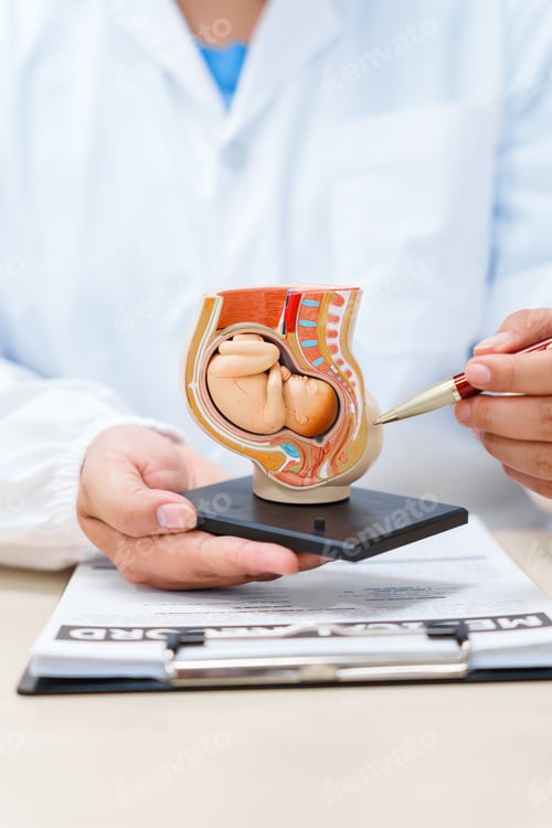 Preview: A doctor works at a desk with a model of a female womb containing a fetus, demonstrating growth