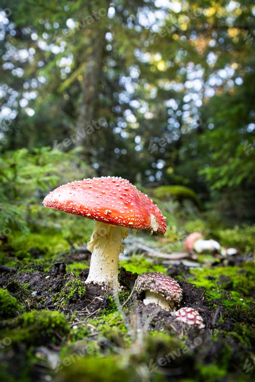 Preview: mushrooms close up in autumn forest