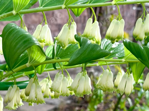 Preview: White flowers of Solomon Seal in full blossom, home gardening concept, macro shooting