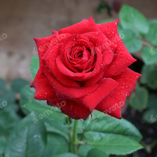 Preview: Beautiful red rose with water drops