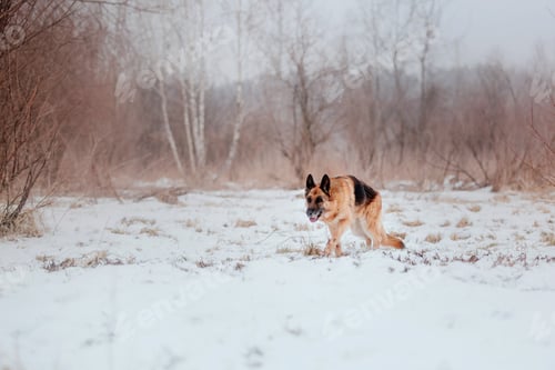 Preview: Purebred German Shepherd dog jumps and runs in the snow. Winter background. Cold season