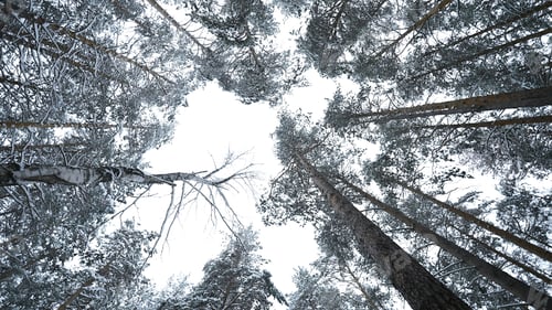 Preview: Dizzying view of winter trees. Media. Beautiful view from below of tree crowns in winter forest