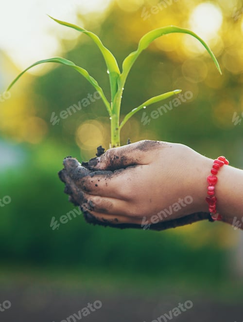 Preview: The child is planting a plant in the garden. Selective focus.