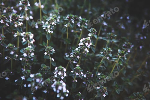 Preview: Sweet Basil green plants with flowers growing texture