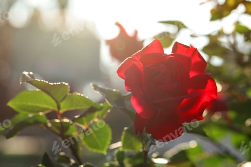 Preview: Beautiful blooming rose in garden on sunny day, space for text