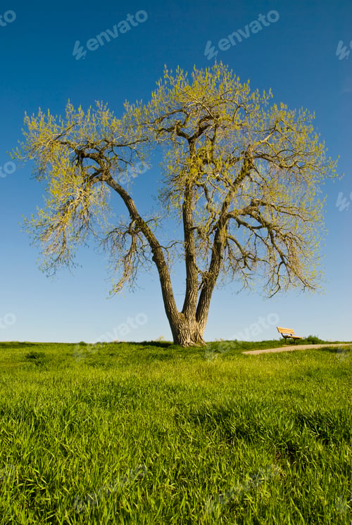 Preview: 55209,Cottonwood tree in remote landscape
