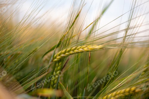Preview: An ear of rye or wheat in the field. rye meadow moving on the wind