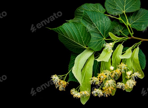 Preview: Linden flowers