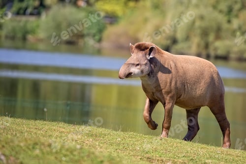 Preview: Tapir in a clearing