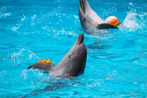 Preview: Dolphins show in aquarium