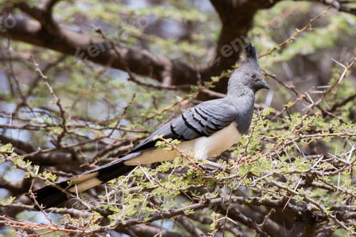Preview: A white-bellied go-away-bird (Corythaixoides leucogaster), Samburu National Reserve, Kenya, Africa