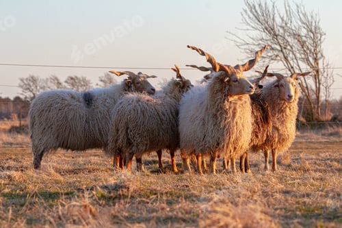 Preview: Hungarian Racka Sheep with impressive twisted horns, lovely wool fur, outdoor grazing in soft light