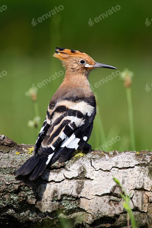 Preview: Young Eurasian hoopoe sitting on tree trunk in summer