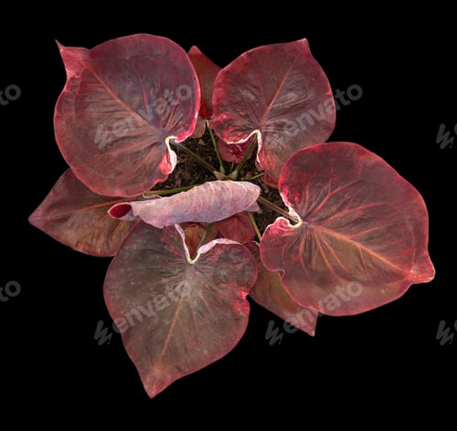 Preview: Beautiful colorful caladium on Black background isolate with clipping path. Queen of the leaves plan