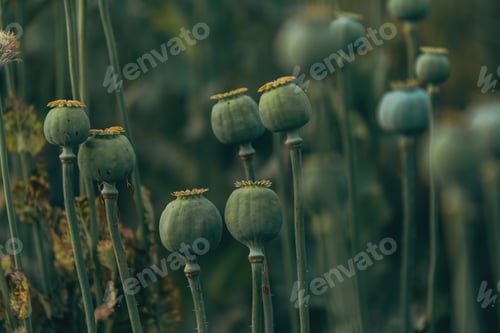 Preview: Opium poppy unripe capsules in cultivated field