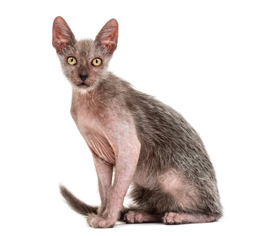 Preview: Kitten Lykoi cat, 3 months old, also called the Werewolf cat against white background