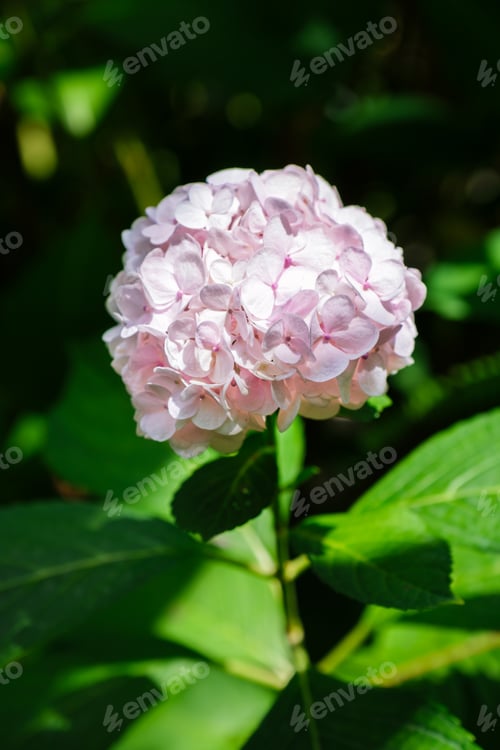 Preview: Hortensia Hydrangea macrophylla flower close up