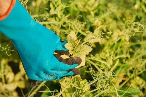 Preview: Diseased pea plants affected by bacterial fungal infections