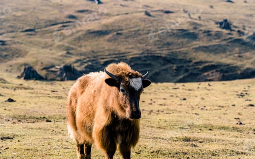 Preview: Yak grazing on greenery grassland in Mountain hill