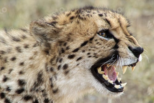Preview: Selective closeup shot of a cheetah with open mouth