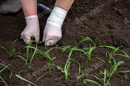 Preview: close-up of a woman planting a seedling in the soil.