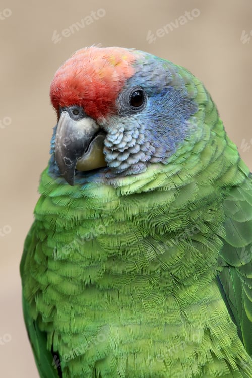 Preview: Red-tailed Amazon (Amazona brasiliensis) in natural habitat.