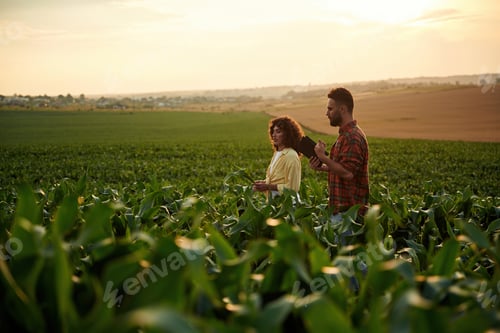 Visualização: Cena rural não urbana. Homem e mulher estão no campo agrícola de milho