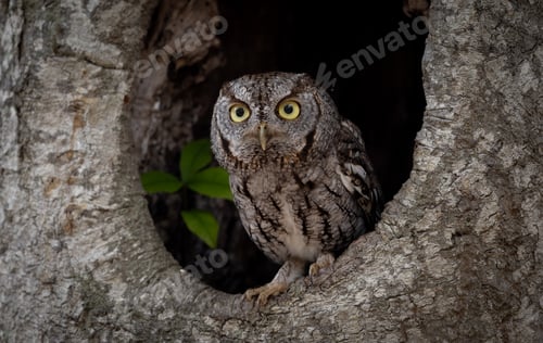 Preview: An Eastern Screech Owl in a Tree