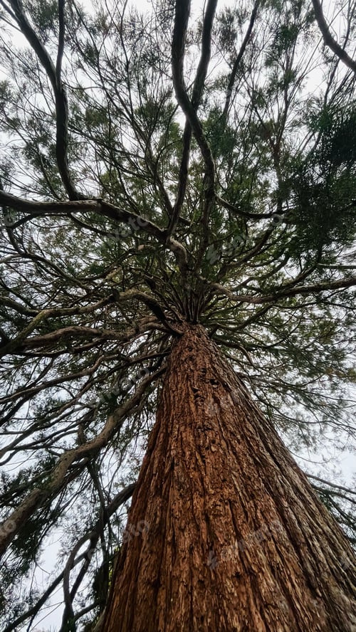Preview: Low-angle shot of a large oak tree against a clear sky